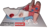 Modelo Anatómico de Oído Humano MAYALAB, de Metal y Plástico PVC, No Funcional, para Entrenamiento Médico, Hecho en India para Escuelas de Medicina