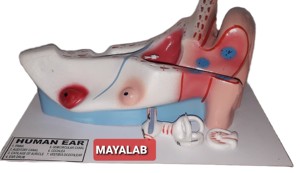 Modèle d'oreille humaine anatomique MAYALAB en PVC pour la formation en sciences médicales dans les écoles de médecine et les établissements de formation - Product Image 2