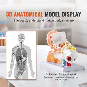Modelo Anatómico Profesional del Oído Humano de 3 Partes, Ampliado 5 Veces, para Exhibición Escolar del Oído Externo, Medio e Interno - Product Image 2