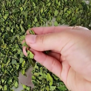 Moringa Premium para Cápsulas de Té y Alimentos Funcionales, Alto Contenido Nutritivo, 100% Natural, Paquete a Granel con 6-12 Meses de Vida Útil, Viet Delta - Product Image 3