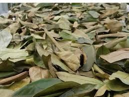 Dried Soursop Leaves Black <b>Tea</b> Organic Vietnam 25 <b>Tea</b> Bags/<b>Box</b> Vacuum Pack Premium Health <b>Tea</b> - Product Image 1