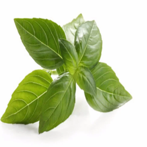 Aceite Esencial de Hidrosol de Albahaca de Alta Pureza, Destilado Natural de Plantas, Venta al por Mayor para Aplicaciones Cosméticas y de Fragancias - Product Image 5