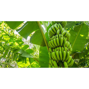 Bananes Cavendish vertes naturelles, fraîches de la ferme, brutes, pour la cuisine quotidienne et la consommation nutritionnelle - Product Image 5