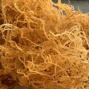 Mousse d'algues biologique du Vietnam riche en iode pour l'alimentation et les cosmétiques, vente en gros, exportation - Product Image 2