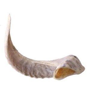 Artisanat en corne de mouton fait main, corne de bélier naturelle polie, récipient à huile d'olive et au miel, corne à thème religieux - Product Image 4