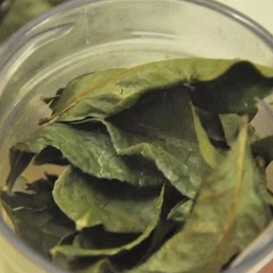 ชาใบฝรั่งเวียดนามคุณภาพสูง 100% ธรรมชาติ ช่วยลดน้ำหนัก ต้านเชื้อแบคทีเรีย บรรจุถุง PP 40 กก. อายุการเก็บรักษา 24 เดือน สำหรับส่งออก - Product Image 1