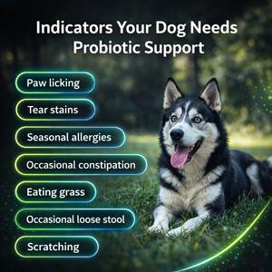 Suplemento Masticable Probiótico OEM/ODM para Perros y Gatos, 6 Cepas de Lactobacillus, Prebiótico, Alivia la Diarrea, Apoyo para la Piel y el Pelaje - Product Image 4