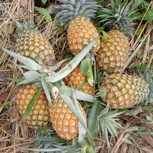 Piña Fresca de Alta Calidad al por Mayor, Fruta Tropical de Sabor Rico para Cadenas de Minoristas, Producción de Jugos y Exportación Global - Product Image 5