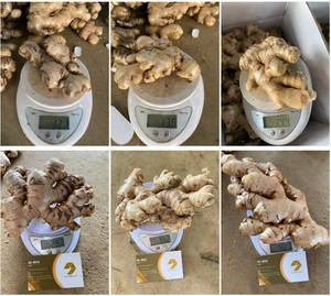 ขิงสดคุณภาพพรีเมี่ยมจากเวียดนามราคาขายส่งสำหรับการส่งออกทั่วโลก - Product Image 6