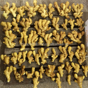 Harga grosir jahe kuning segar 250G dan kualitas tinggi - Product Image 2
