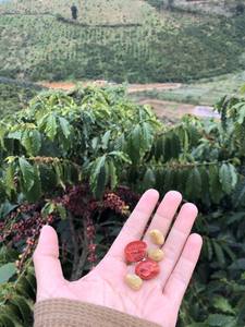 Café Vert Arabica Naturellement Traité, Nouvelle Récolte, Origine Vietnam, Spécialité Catimor - Product Image 5