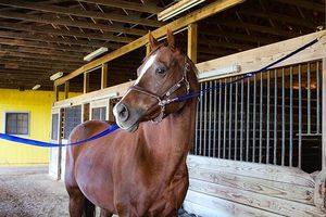 Nylon Cross Ties Set of 2 Cross Ties Cross Ties for Horses Quick Release Cross Ties Nylon Lanyard <b>Adjustable</b> <b>Strap</b> Metal Snap - Product Image 5