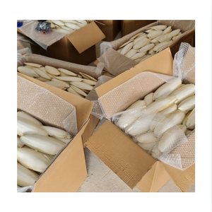Calamar Entero Congelado (Squid) Grado 1, Bajo en Grasa, Rico en Proteínas, Mariscos de Vietnam, 20-40cm, Empaque en Bolsa, 5-10kg, 2 Años de Vida Útil - Product Image 1