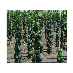 <b>Tomato</b> Plant <b>Support</b> Stake Fiberglass Rod for Agricultural for Plantation Farm Fence Post - Product Image 6