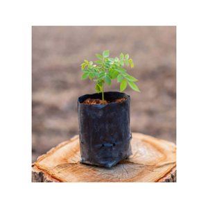 Sacs de culture en tissu en gros pour le jardinage, les légumes, les fleurs, les herbes et les semis - Product Image 4
