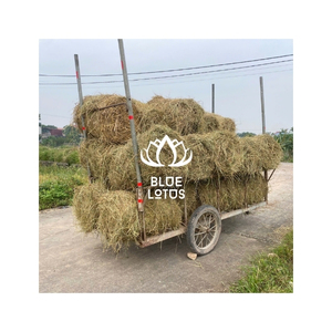 Paja de Arroz Seca: Material Agrícola Versátil para Cama de Ganado, Compostaje, Mulching, Proyectos de Artesanía, Embalaje y Exportación - Product Image 1