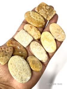 Coral Amarillo Natural, Gema Suelta, Cabujón, Formas y Tamaños Variados, 20 a 30 mm Aprox. - Product Image 3