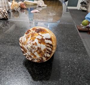 Exquisita belleza natural de conchas marinas para decoración global | Pedido a granel de Vietnam - Product Image 6