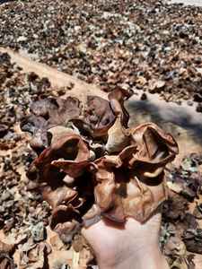 SETA DE OREJA DE MADERA SECA DE ALTA CALIDAD/SETA FUGUS NEGRA SECA // MS LAURA - Product Image 6