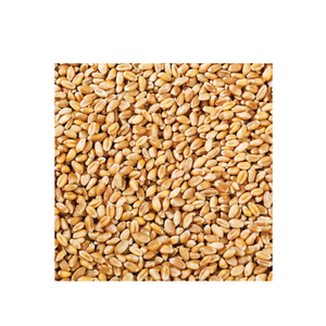 Granos de Trigo de Primera Calidad al por Mayor, Listos para Enviar, Grado Alimenticio, Producto de Exportación de Alta Calidad - Product Image 6