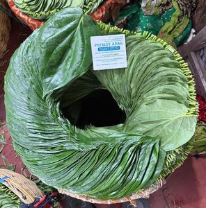 Hojas de Paan Patta Frescas de Primera Calidad, Servicio de Alimentos y Venta al por Menor a Precio de Mayoreo de un Exportador de la India - Product Image 3