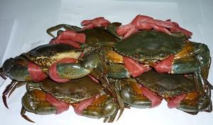 Pack mixte de pinces et pattes de crabe surgelées de marque OEM - Product Image 1