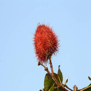 เมล็ดอันนาโต้แห้งสีแดง (Bixa Orellana) เครื่องเทศธรรมชาติสำหรับสีผสมอาหาร สมุนไพรดิบแบบเมล็ดเดี่ยว น้ำหนัก 5 กก. ยี่ห้อ FitTree - Product Image 1