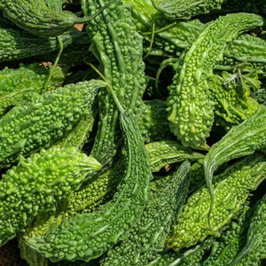 TÉ HERBAL DE MELÓN AMARO NATURAL PARA EL SÚCULO SANGUÍNEO Y SOPORTE DE DESINTOXICACIÓN - Product Image 3