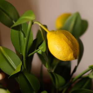 Porte-bougie en métal au design citron, support décoratif jaune pour bougie en forme de fruit, décoration de table, style méditerranéen - Product Image 2