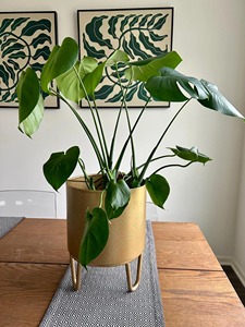 Stylish Gold Planter Pot With Stand Suitable For Home Decor Tabletop Plant Office <b>Display</b> And Interior Styling From India - Product Image 5