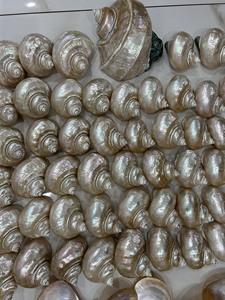 เปลือกหอยธรรมชาติสีเขียว/ขาว ทำมือ ทนทาน พกพาสะดวก เปลือกหอยสำหรับปูเสฉวน เปลือกหอยเปลี่ยนเปลือก ตกแต่งตู้ปลา ของที่ระลึกจากเปลือกหอย - Product Image 4