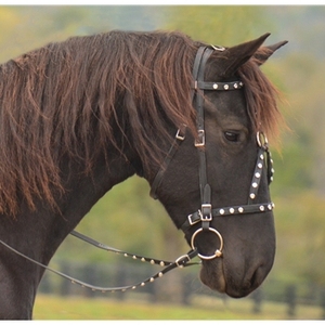 Têtière en cuir noir avec clous verts, réglable, pour l'équitation - Product Image 2