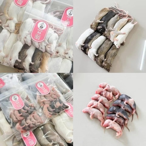 Ratones Congelados M 16-22g, Alimento Premium para Serpientes Adultas, Alto en Proteínas, Refuerzo Inmunológico, Libre de Salmonella, Bio-Enhanced, Venta al Por Mayor - Product Image 5