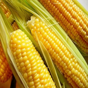 ข้าวโพดเหลืองออร์แกนิกขายดีที่สุด ไม่ใช่พืช GMO อบแห้งแบบแช่แข็ง ไม่เหนียวเหนอะหนะ สำหรับบริโภคโดยมนุษย์ น้ำหนัก 10 กก. อายุการเก็บรักษา 24 เดือน - Product Image 5