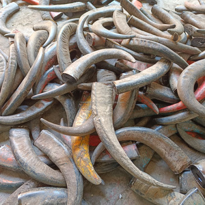 Piezas de Cuerno de Búfalo Natural Crudo, Material Ecológico para Artesanía, para Hacer Cuchillos, Joyería, Tallado, Manualidades, Suministro al por Mayor - Product Image 4