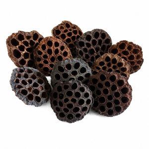 AQUA VRIKSHA Capsules de lotus naturelles de qualité supérieure pour aquarium, bassin à poissons Betta, bassin à crevettes et aquascaping |   9-11 cm | Lot de 10 - Product Image 2