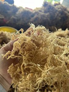 Algas Cottonii Secas Premium de Color Dorado Púrpura para la Industria Alimentaria, Suministro a Granel, Calidad de Exportación Global - Product Image 5