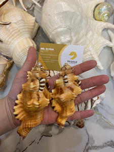 Natural Seashell Gift Craft <b>Abalone</b> <b>Shell</b> Conch Decorative Set Vietnam Wholesale Factory Supply Ocean <b>Shells</b> Hanging Boat - Product Image 3