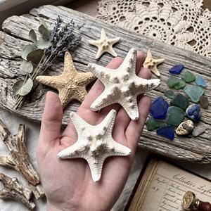 Étoiles de mer séchées pour artisanat et aquariums, prix le plus bas, étoiles de mer naturelles, vente en gros - Product Image 6