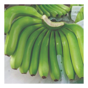 Bananes vertes Cavendish fraîches de la ferme, non mûres, pour la production de chips, la cuisine et l'usage commercial - Product Image 1