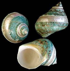 เปลือกหอยทะเลธรรมชาติ Turbo Marmoratus สีเขียวอมน้ำเงินขนาดใหญ่ ทนทาน ทำด้วยมือ ของขวัญธุรกิจจากเวียดนาม ของตกแต่งบ้าน - Product Image 2