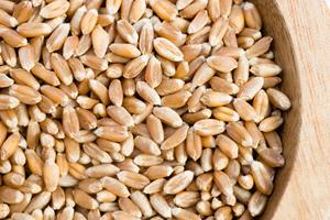 Fournisseur en gros – Meilleure qualité – Blé entier biologique séché AD – Qualité alimentaire – Autriche – Durée de conservation de 24 mois – En promotion – Prix abordable - Product Image 5