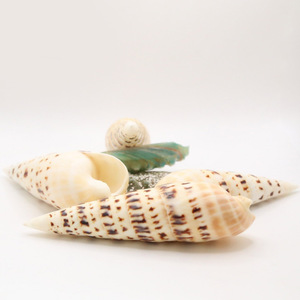 Coquillages de plage pour la décoration d'aquarium, coquillages naturels de mer, coquillages tachetés, prix bas - Product Image 3
