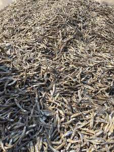 Anchois séchés au soleil du Vietnam, poisson entier naturel séché pour la transformation alimentaire, l'approvisionnement des restaurants et la distribution en gros de fruits de mer - Product Image 1
