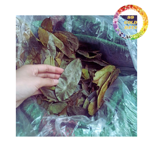 Bulk Supply Dried Soursop Leaves for Herbal <b>Tea</b> Natural Graviola Leaves - Product Image 4