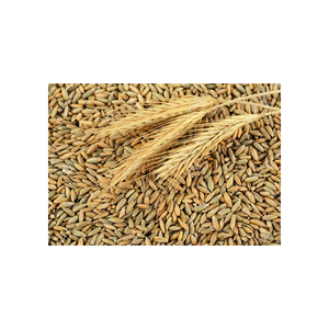 Suministro al por mayor de grano de centeno a precios competitivos y económicos - Product Image 5