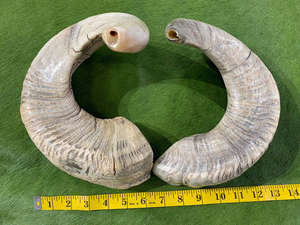 Shofar Kosher Hecho a Mano de Cuerno de Carnero, Pulido, de Todos los Tamaños, Precio de Fábrica, Hecho en Cuerno de Kudu, Shofar Natural de Carnero, Trompeta Hebrea, Cuerno para Tocar - Product Image 4