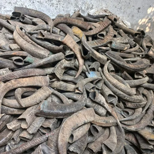 Wholesale Raw Water Buffalo Horns – 100% Natural Unpolished Solid Horn Material for <b>Crafts</b>, Carving & Manufacturing - Product Image 2