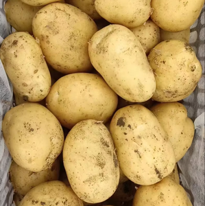 Farm <b>Fresh</b> Potatoes Vinyl Decal Root <b>Vegetables</b> Local Harvest Nutritious - Product Image 3