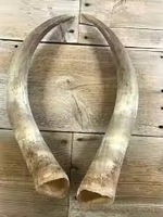 Corne à boire artisanale en corne de buffle avec support, forme naturelle, style viking rustique, objet de collection artistique, artisanat durable